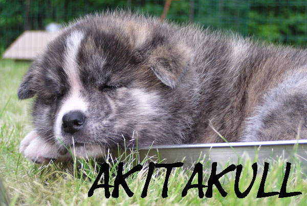 Akitakull